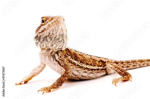 Obraz na plátne one agama bearded on the white background