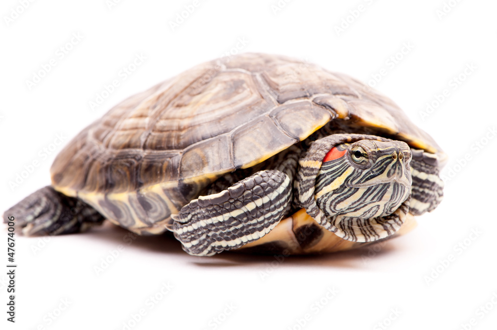 one Pond slider isolated on the white background one Pond slider isolated on the white background