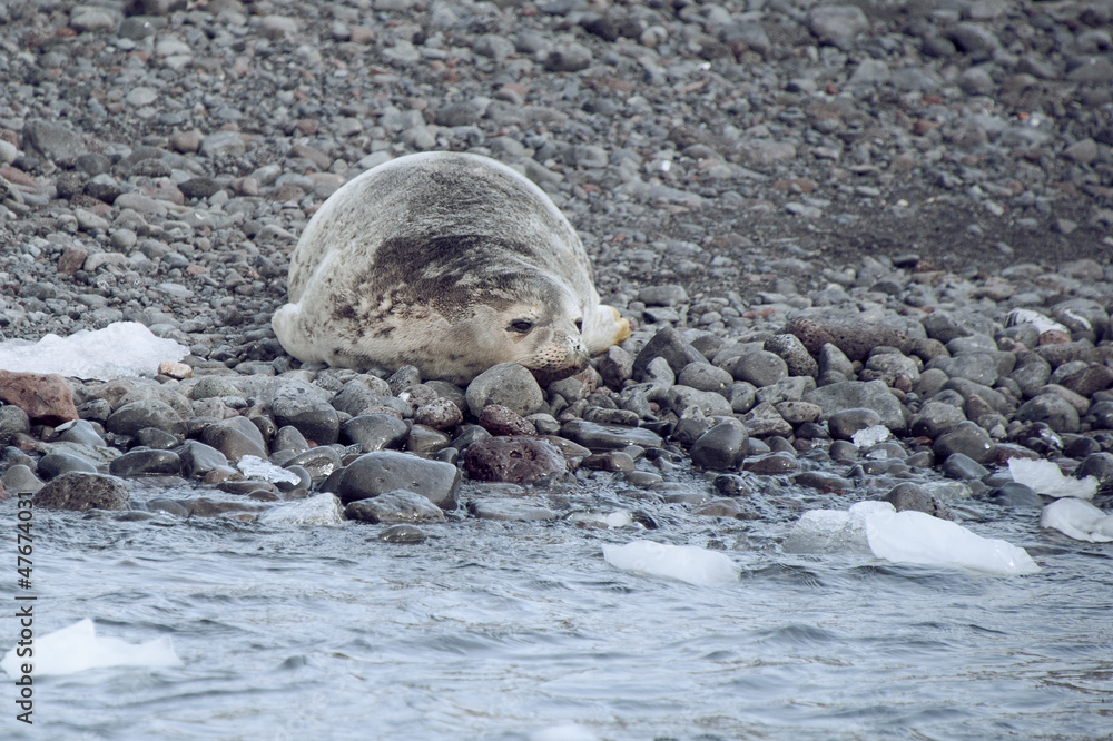 Naklejka premium Antarctic Weddell seal close-up