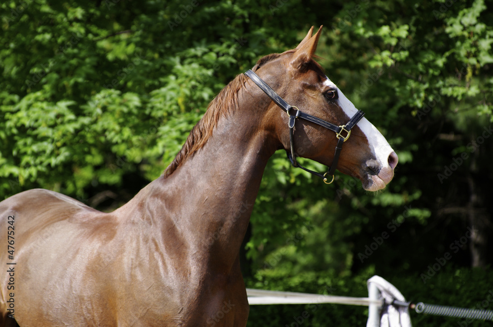 Fototapeta premium cavallo al paddock 4