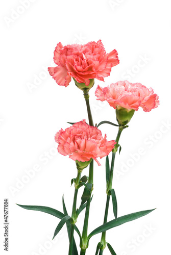 three carnation with clipping path