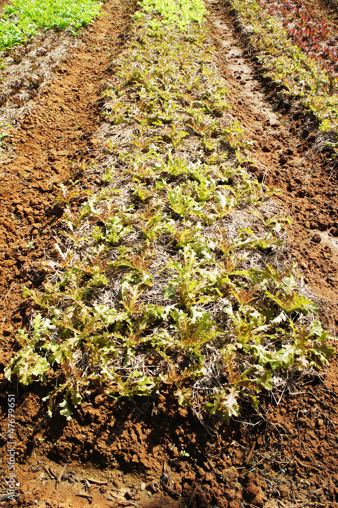 coral lettuce coral lettuce