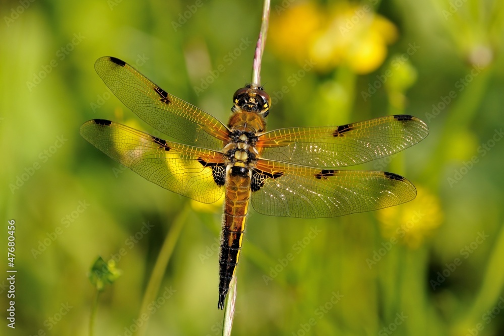 Libellula quadrimaculata Libellula quadrimaculata