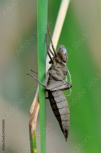 Libellula depressa, exsuvia photo