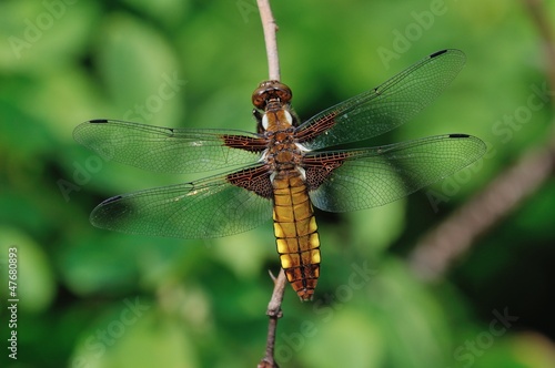 Libellula depressa