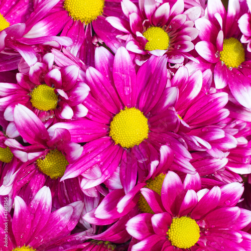 Closeup of fresh pink daisies