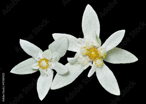 Edelweiss 7