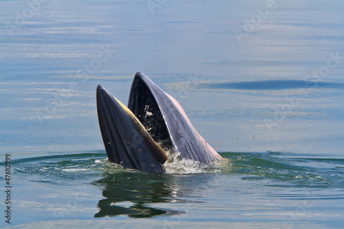 Bryde's Whale in the sea