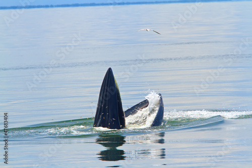 Bryde's Whale in thailand photo