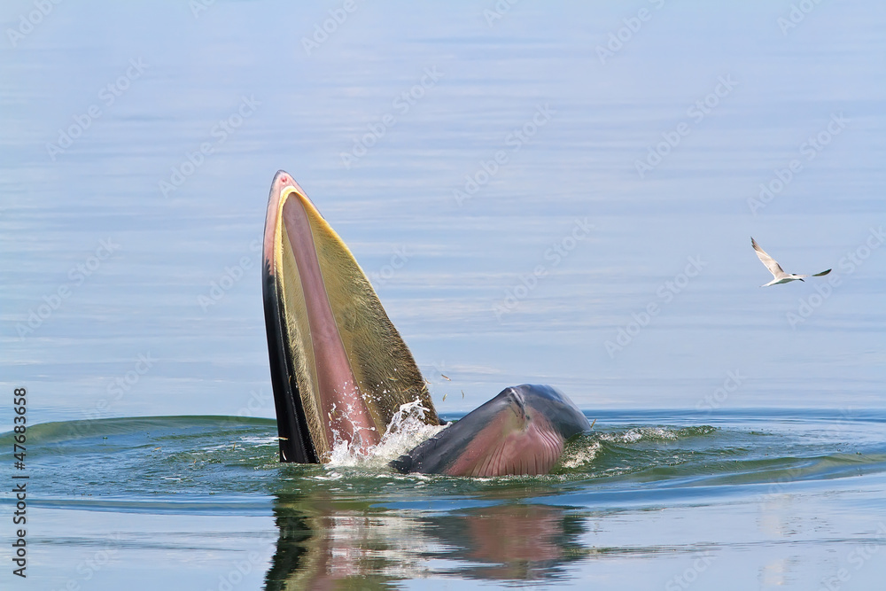 Fototapeta premium Bryde’s Whale