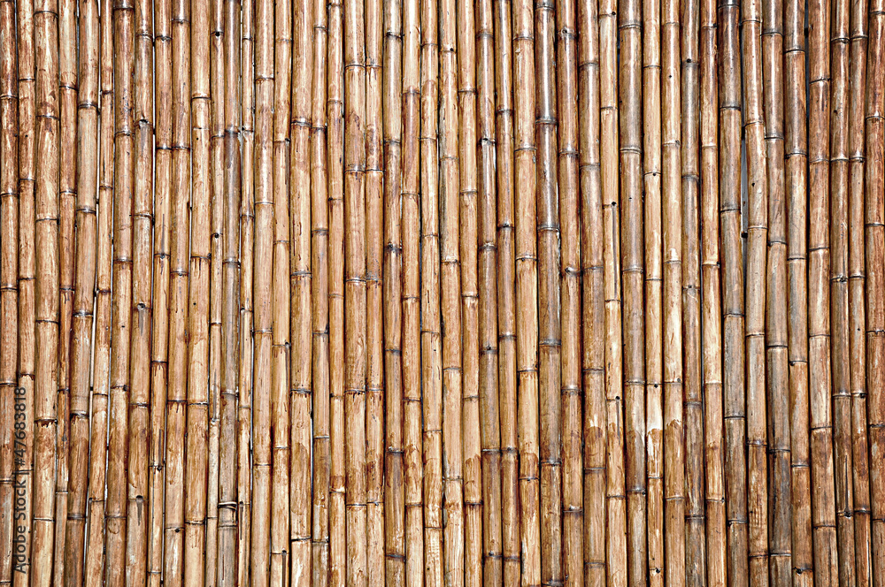 Dry bamboo wall texture background Dry bamboo wall texture background