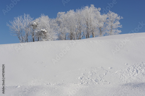 White winter landscape with a snow-covered tree