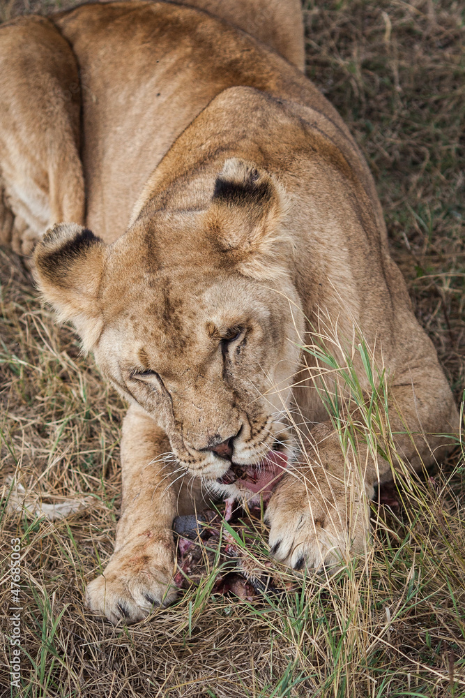 Obraz premium Lioness eating meat