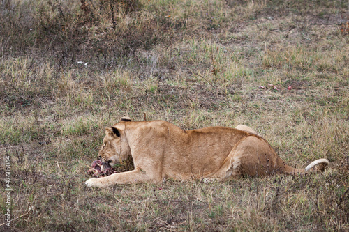 Lioness eating meat