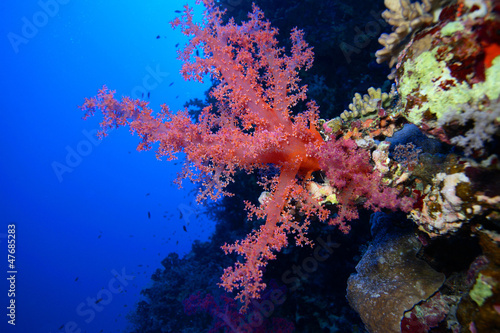 Fototapeta Naklejka Na Ścianę i Meble -  Diving in the Red Sea