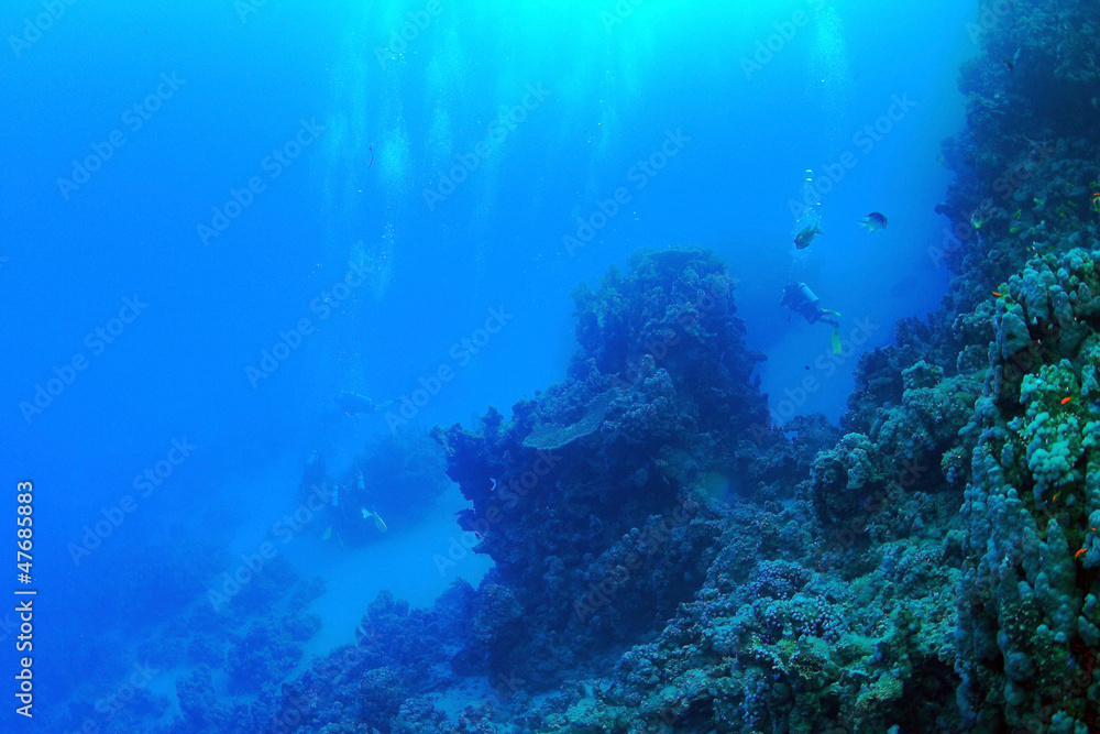 Diving in the Red Sea Diving in the Red Sea