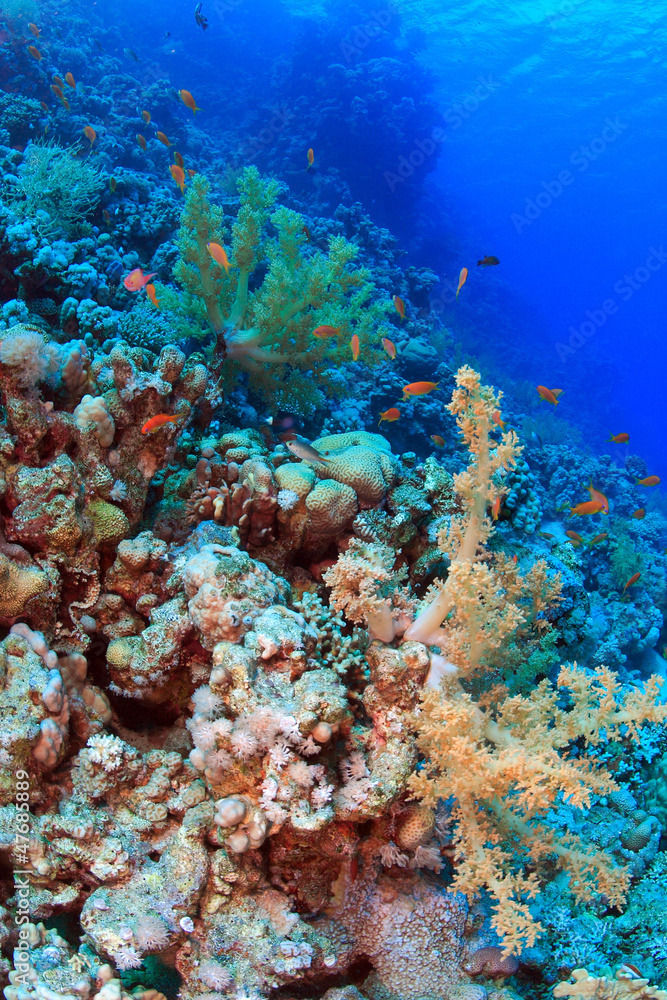 Naklejka premium Diving in the Red Sea
