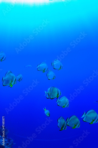 Diving in the Red Sea © underwaterstas