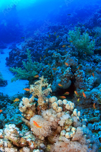 Diving in the Red Sea