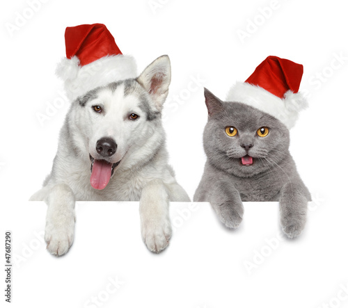 Dog and cat in Santa red hats