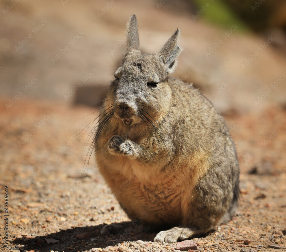 Naklejka premium Viscacha