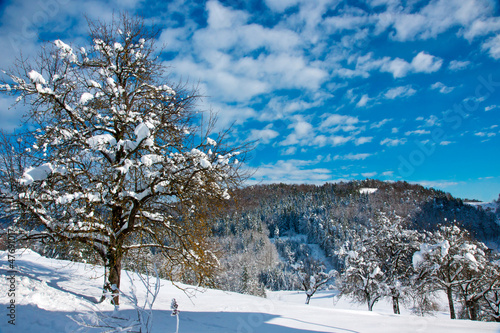 Winter scene