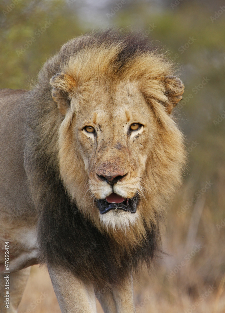 Proud male lion in South Africa