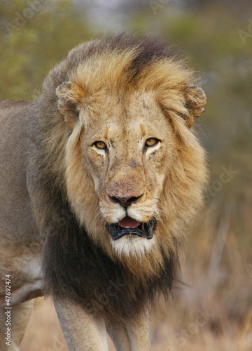 Proud male lion in South Africa