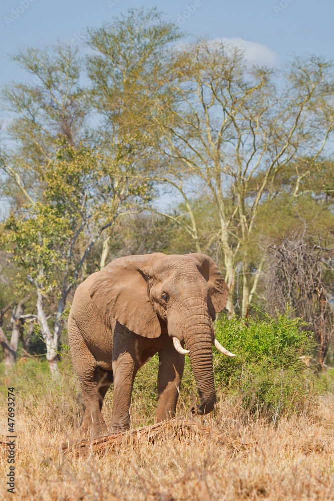 Bull elephant in south African bush land
