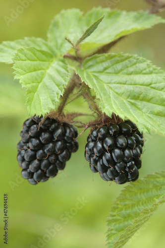 Two blackberries growing/ hanging on a shrub