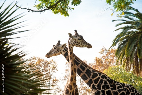 Two beautiful giraffes