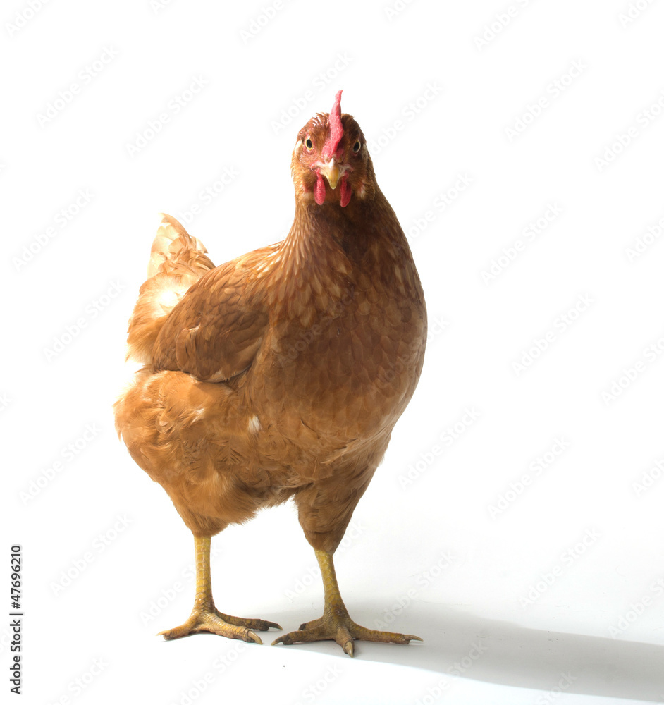 Fototapeta premium Red sex link chicken