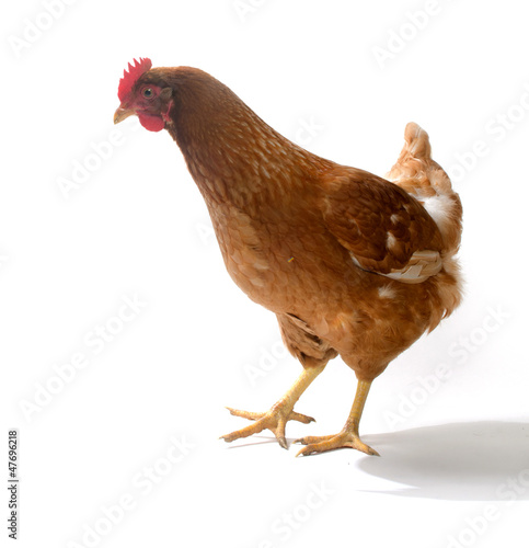 Red sex link chicken