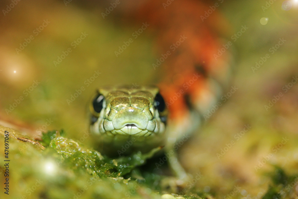 Fototapeta premium Small snake on a green background