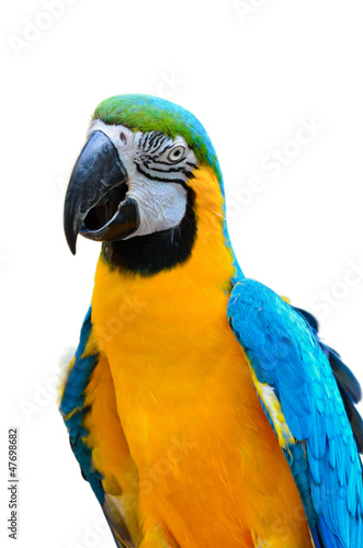 Blue and Gold Macaw, Ara ararauna. © yongkiet