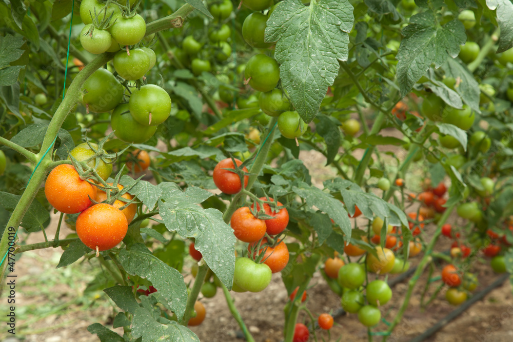 Tomatoes growing in a greenhouse