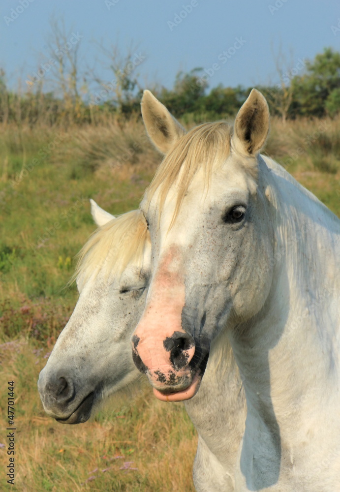 Fototapeta premium White camargue horses, France
