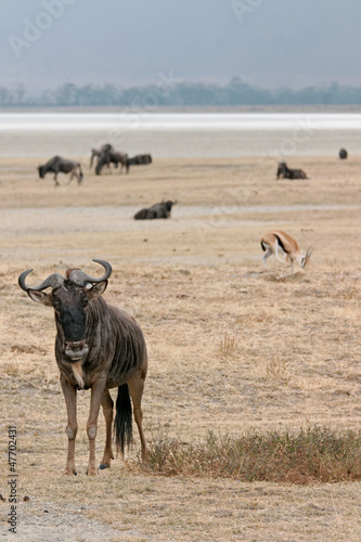 Ngorongoro  wildebeest