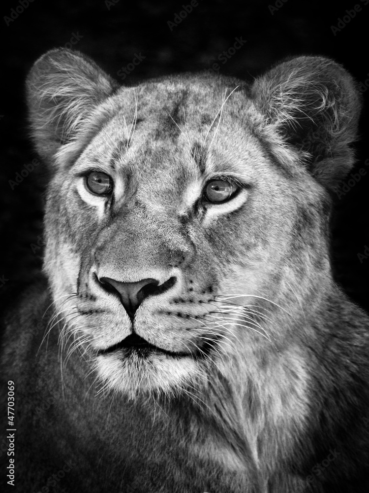 Naklejka premium Löwenportrait in b/w
