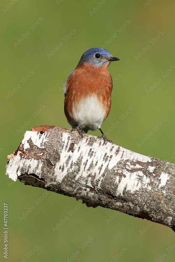 Fototapeta premium Male Eastern Bluebird