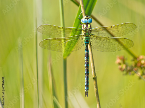 Dragonfly Resting on a Leaf