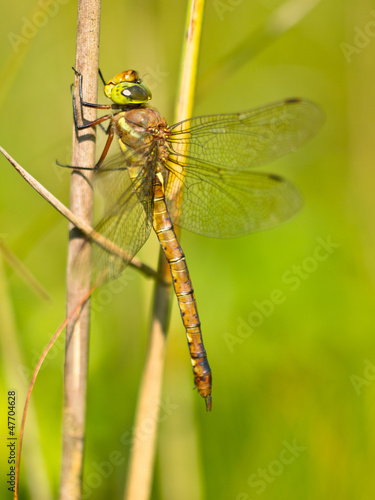 Dragonfly Resting on a Leaf