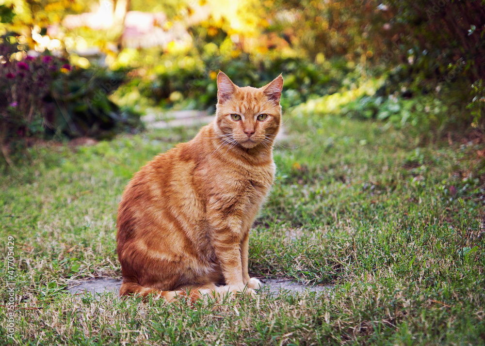 an orange cat sitting in a garden.