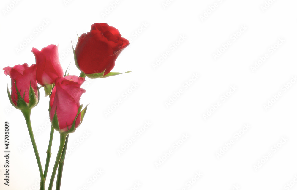 Obraz premium Rose