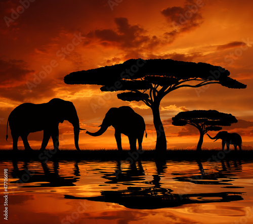 Silhouette elephants in the sunset