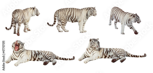 Set of white tiger. Isolated  over white