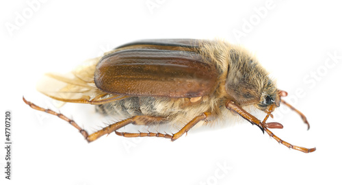 Chafer beetle, Amphimallon falleni isolated on white background