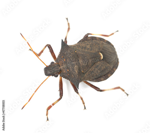 Shield bug isolated on white background