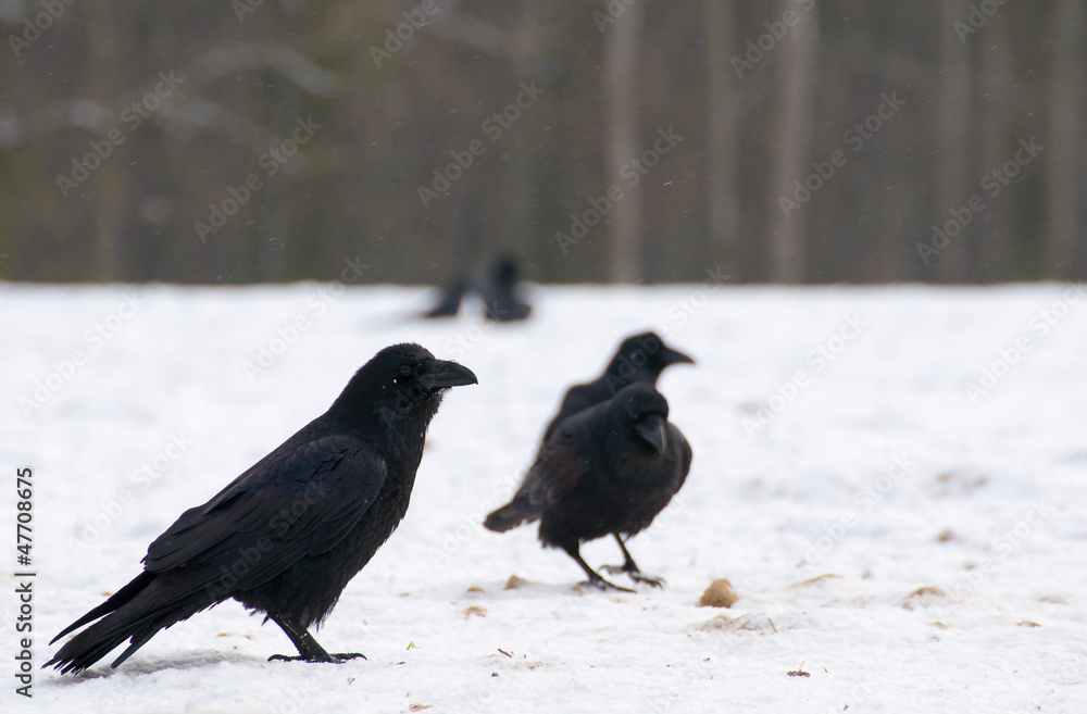 Raven - Corvus corax