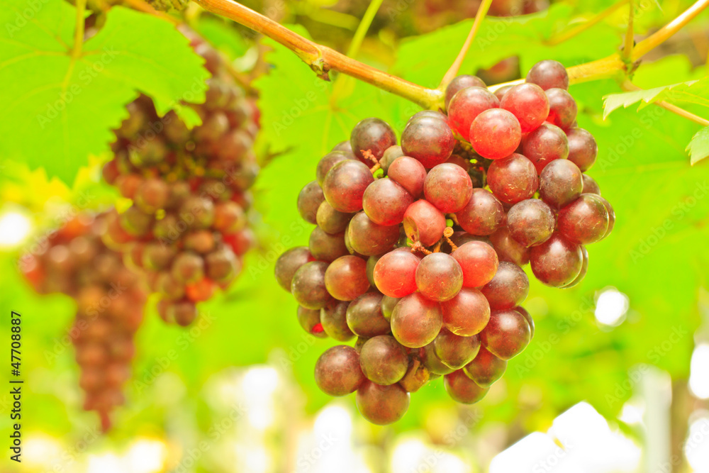 Fototapeta premium grape